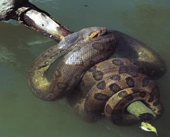 Anaconda